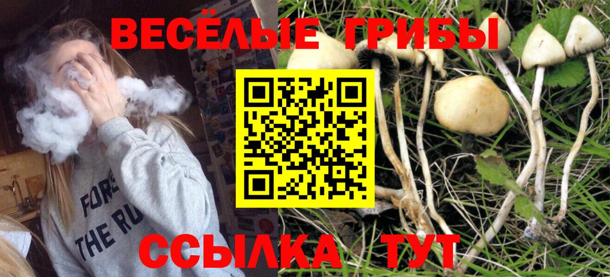Псилоцибиновые грибы Psilocybe Качканар